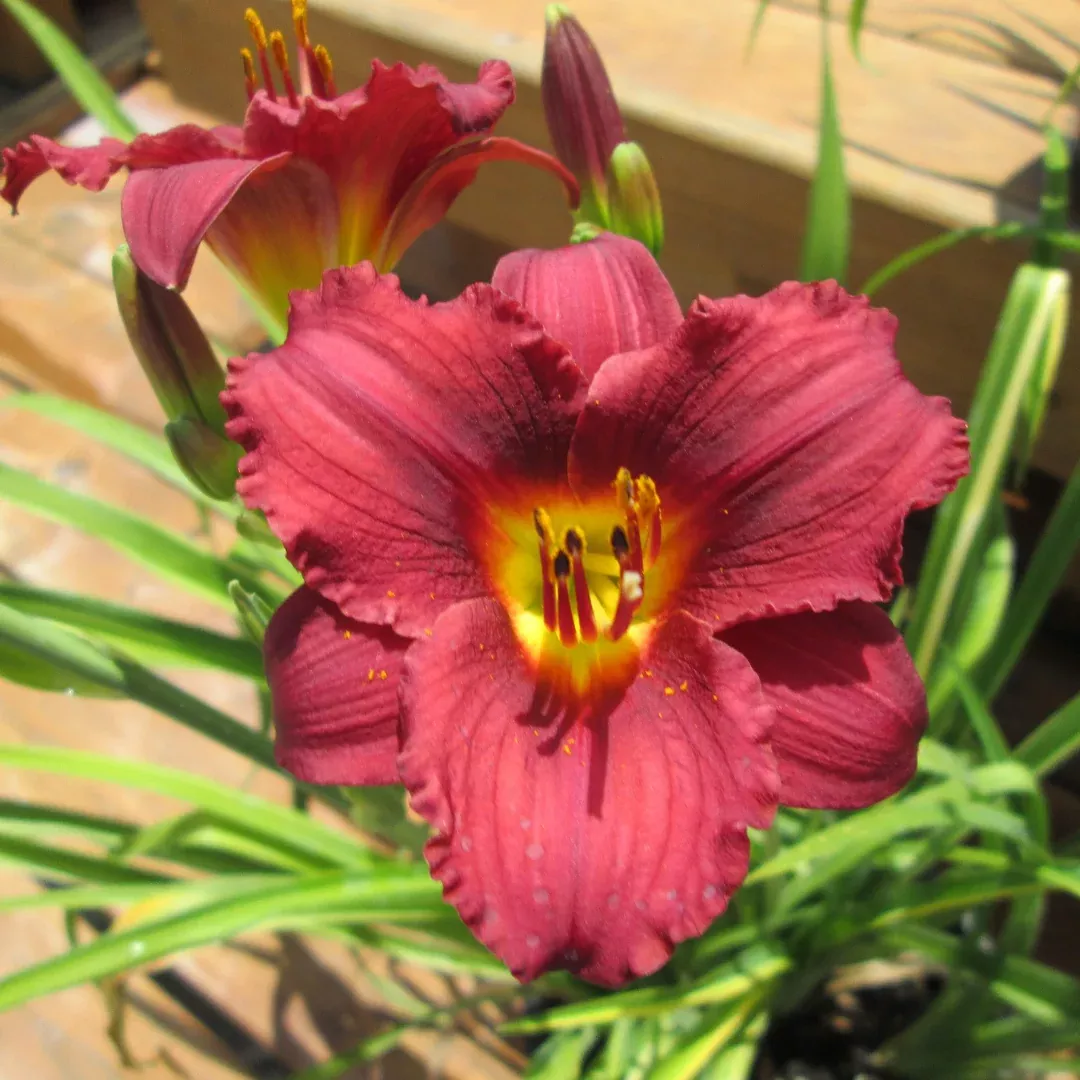Hemerocallis 'Pardon Me'