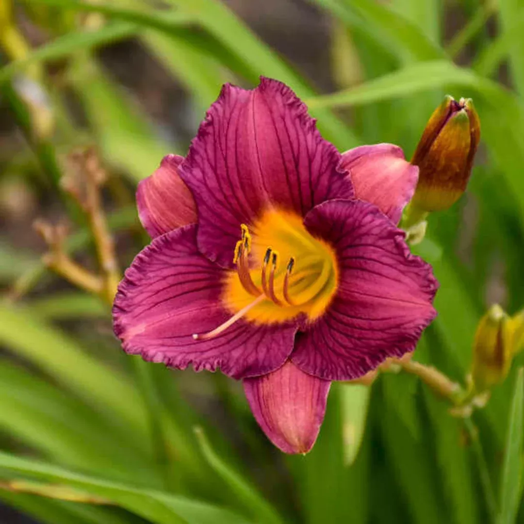 Hemerocallis 'Purple D'oro'