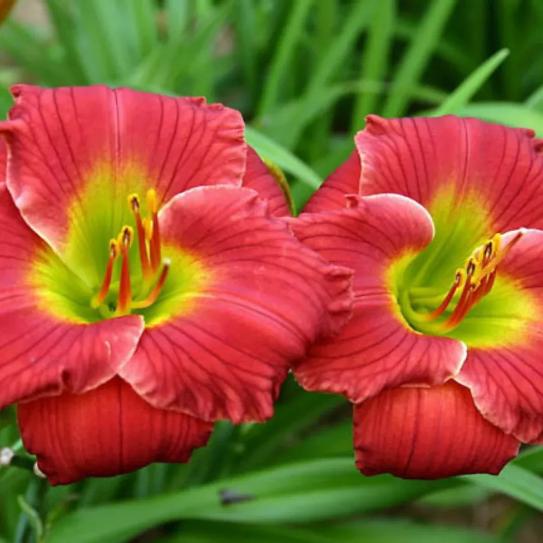 Hemerocallis 'Red Hot Returns'