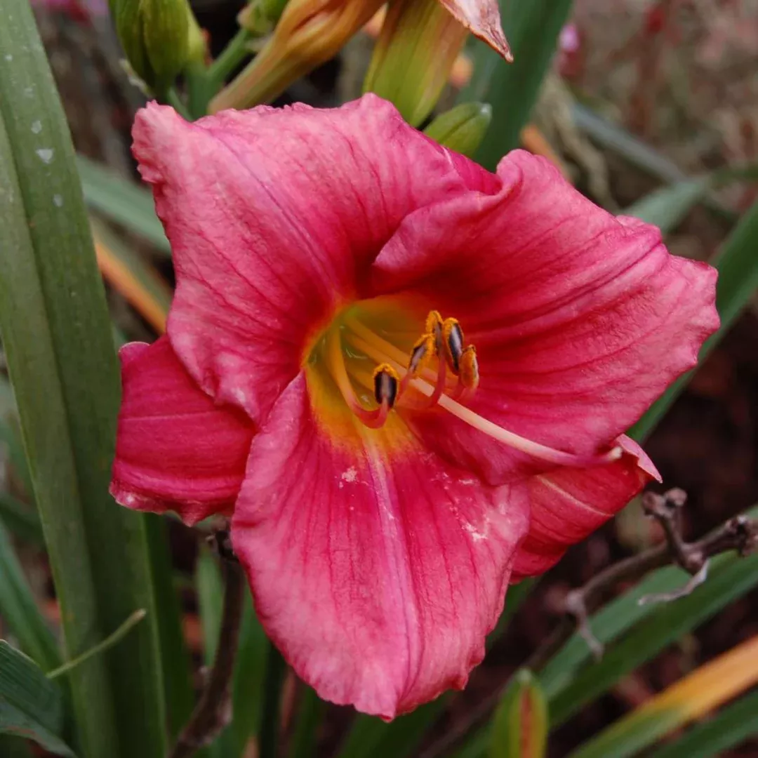 Hemerocallis 'Rosy Returns'