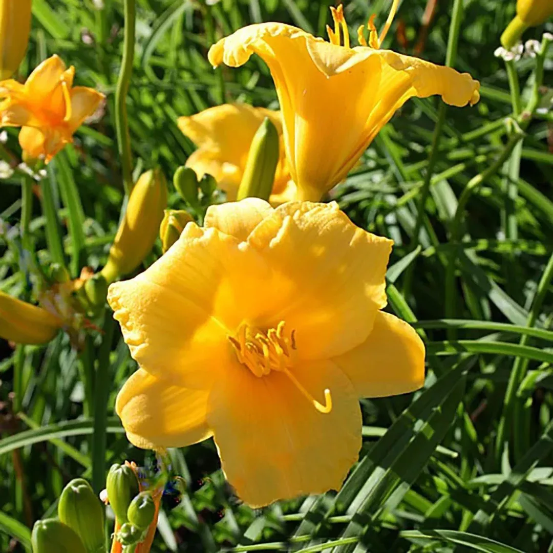 Hemerocallis 'Stella d'Oro'