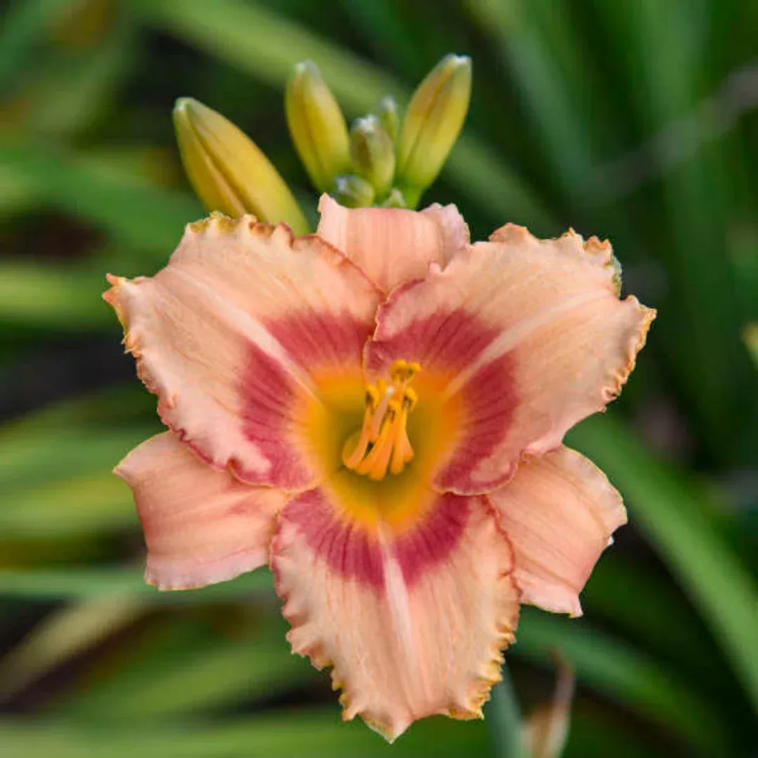 Hemerocallis 'Strawberry Candy'