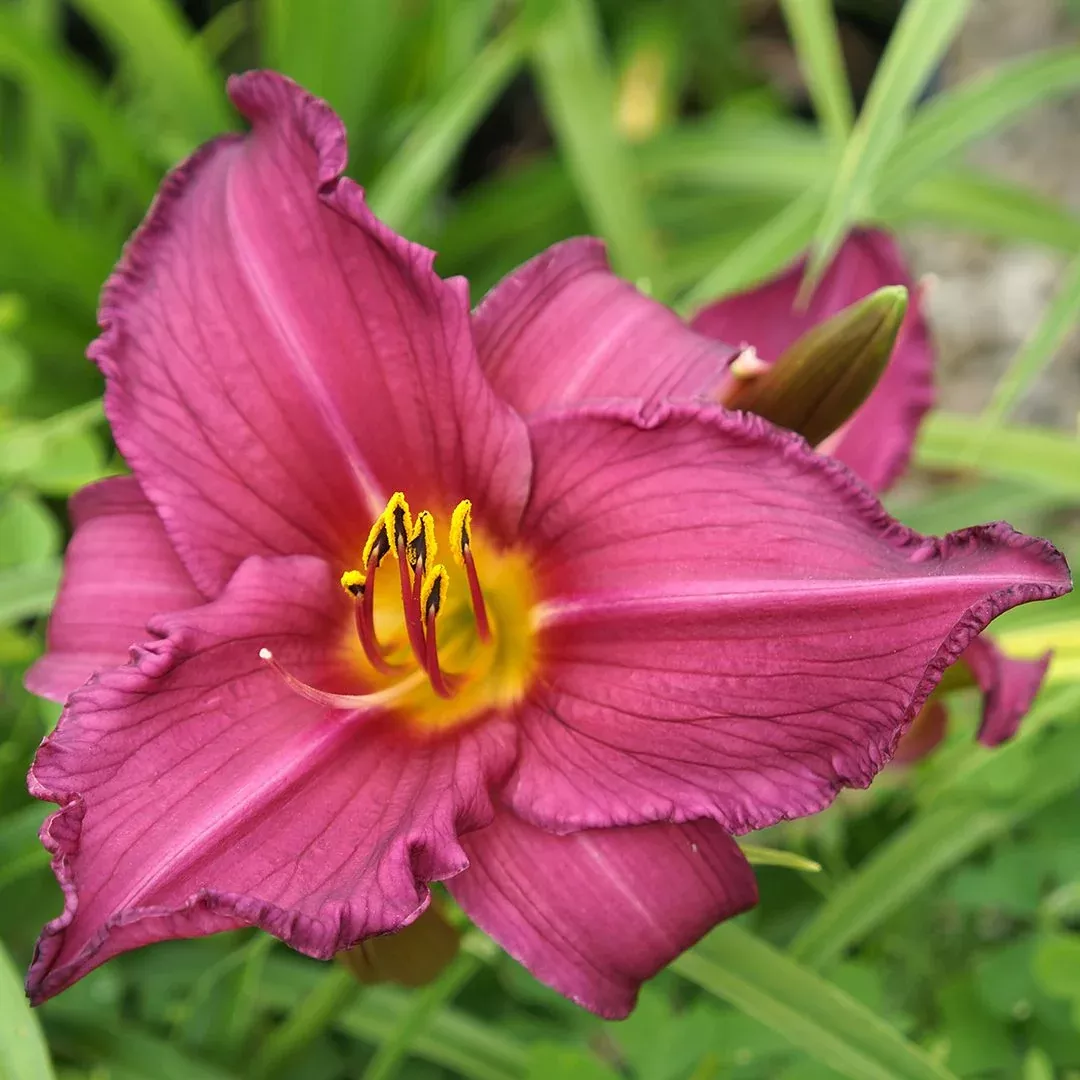 Hemerocallis 'Summer Wine'