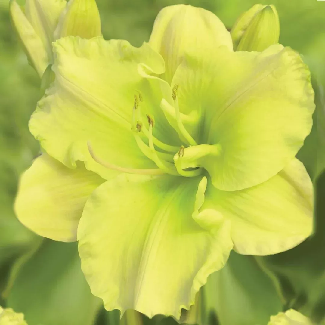 Hemerocallis 'Tequila & Lime'