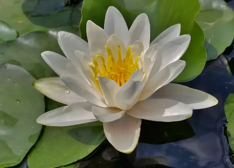Hermine - White Hardy Lily