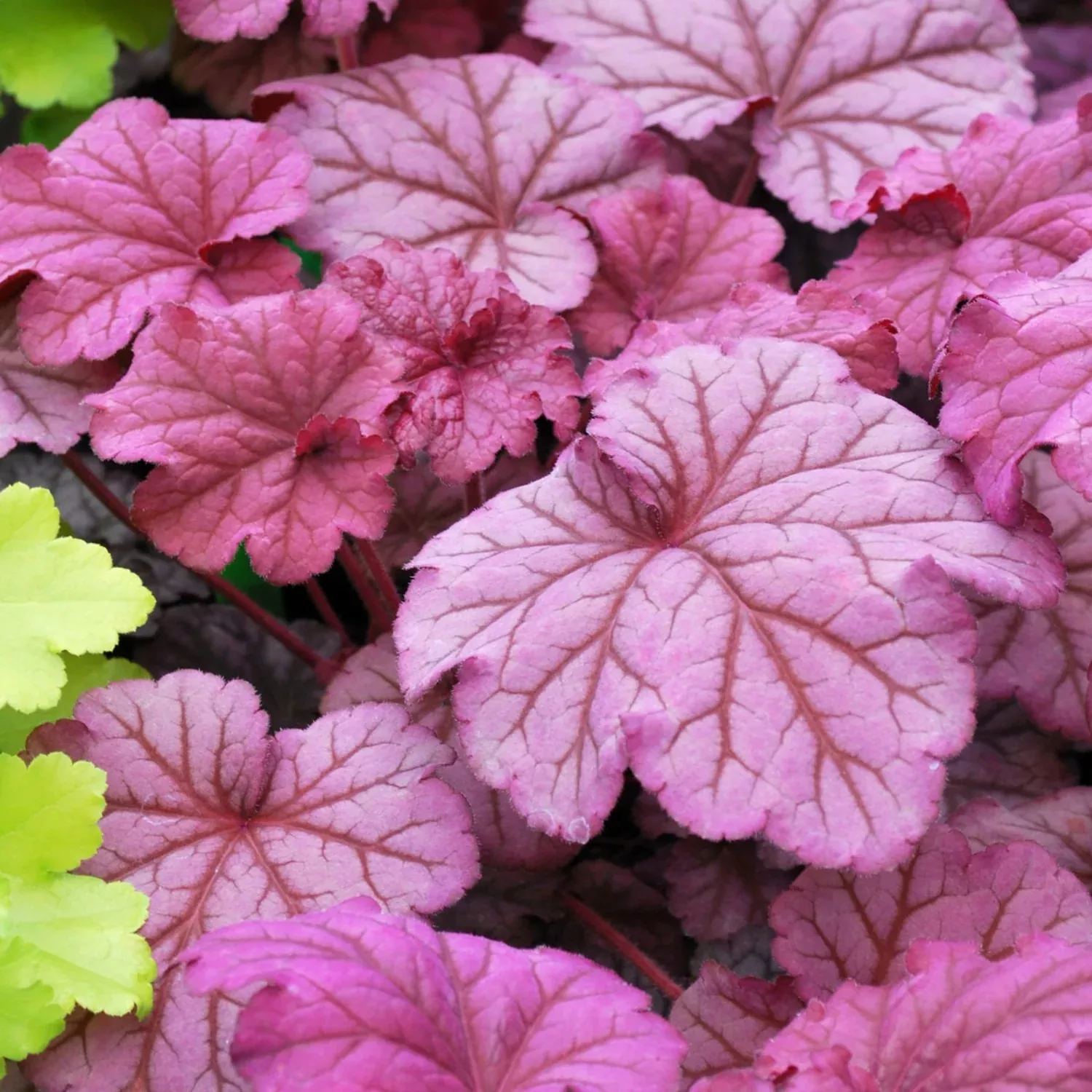 Heuchera - Berry Smoothie 2 Pack