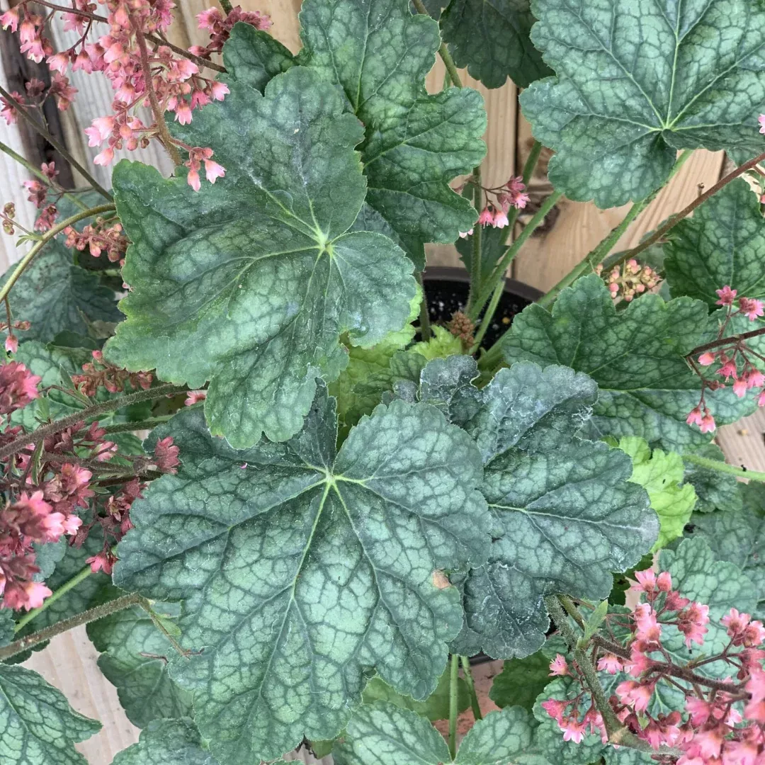 Heuchera 'Berry Timeless'