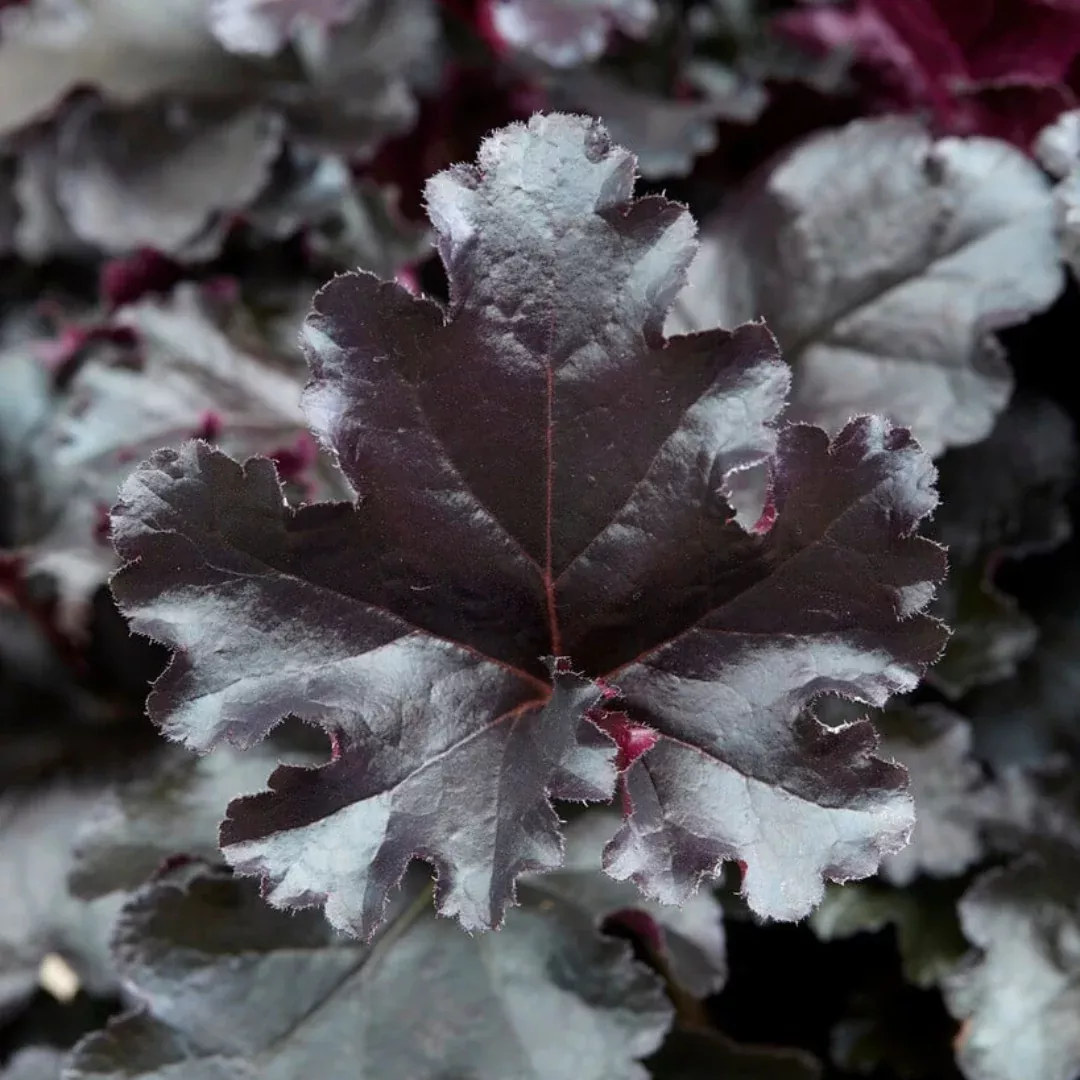Heuchera 'Black Pearl'