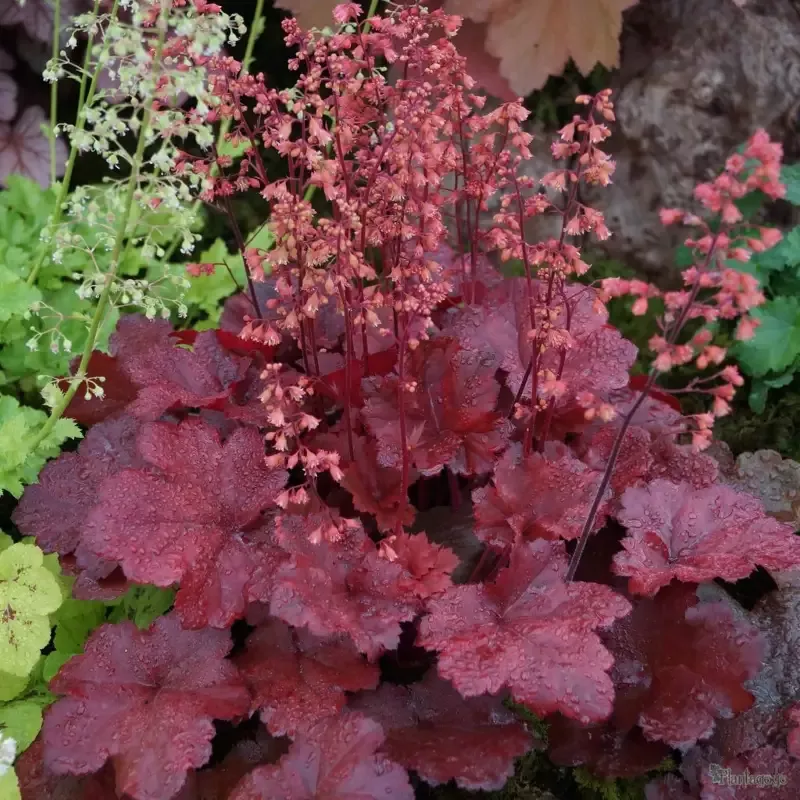Heuchera 'Cherry Cola'