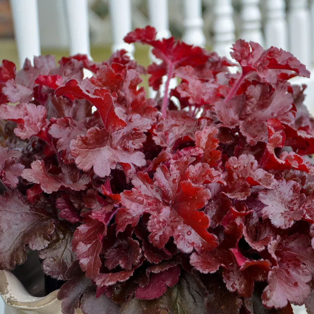 Heuchera 'Cherry Truffles'