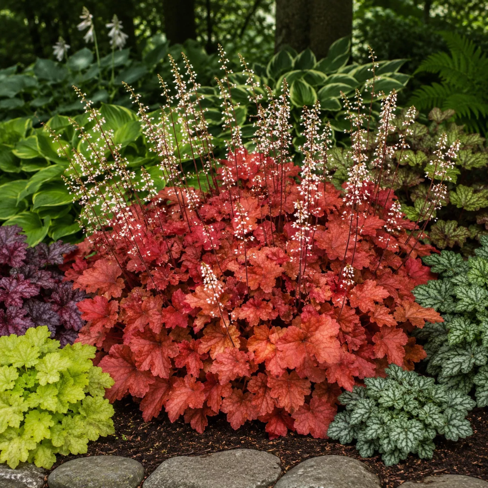 Heuchera - Cinnamon Stick 2 Pack