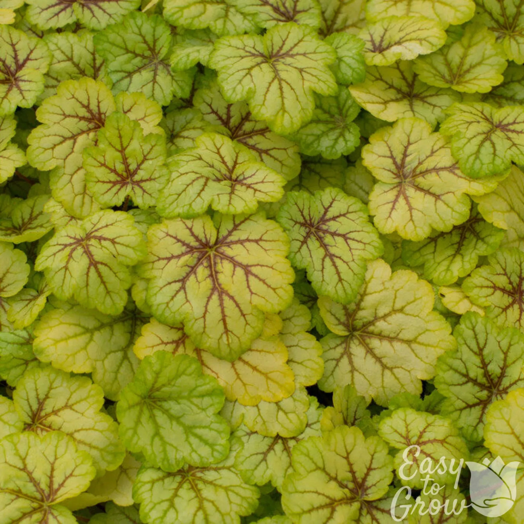 Heuchera Circus Potted Plant 2 Pack