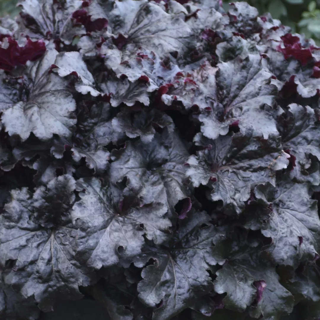 Heuchera 'Evening Gown'