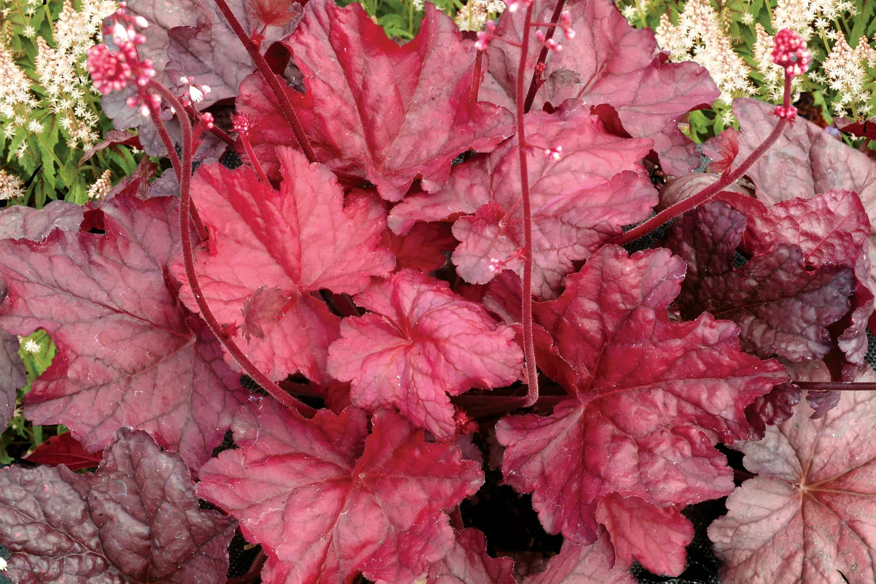 Heuchera Fire Chief #1