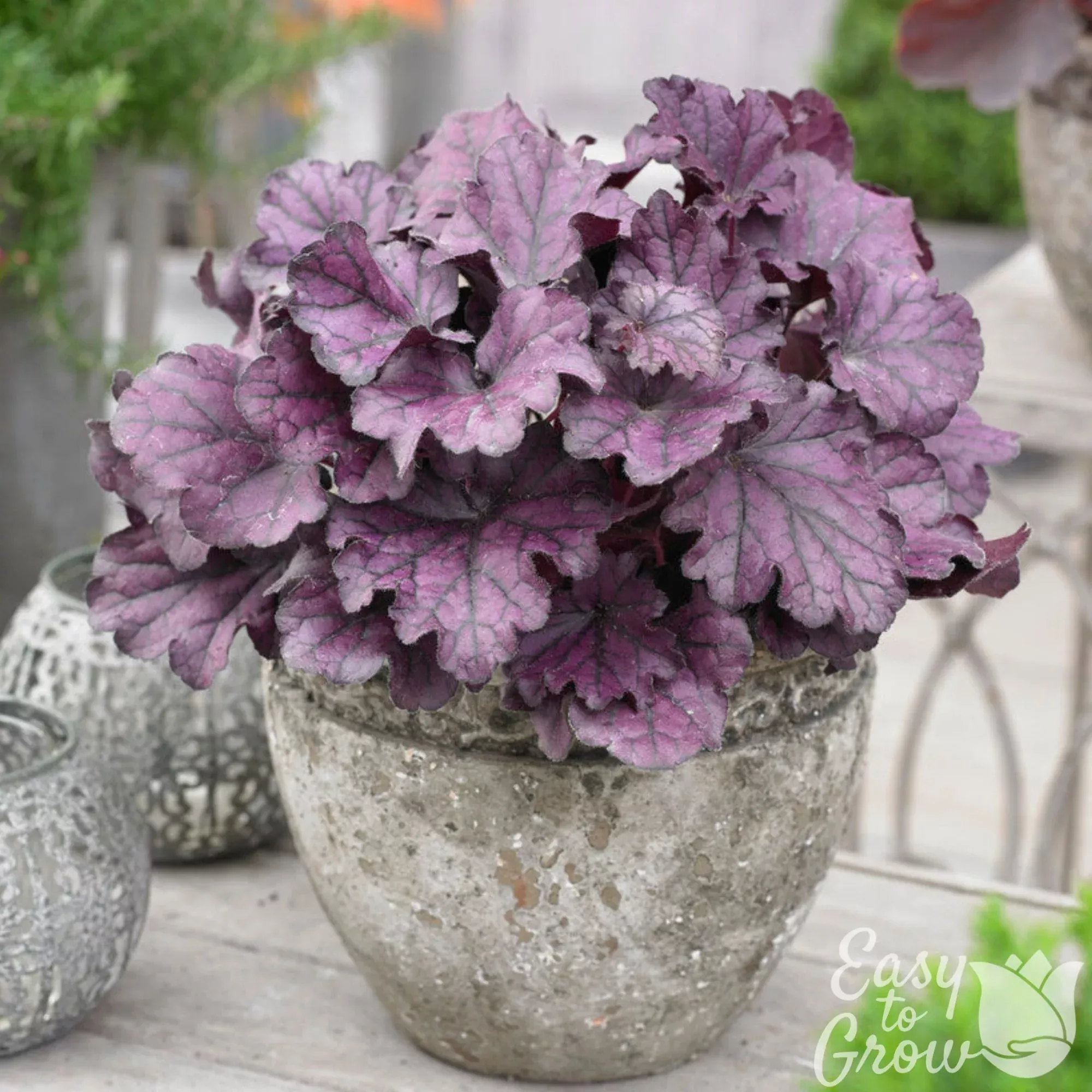 Heuchera - Forever Purple Potted Plant 2 Pack