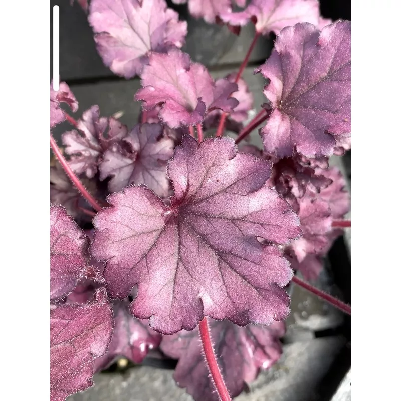Heuchera Forever Purple