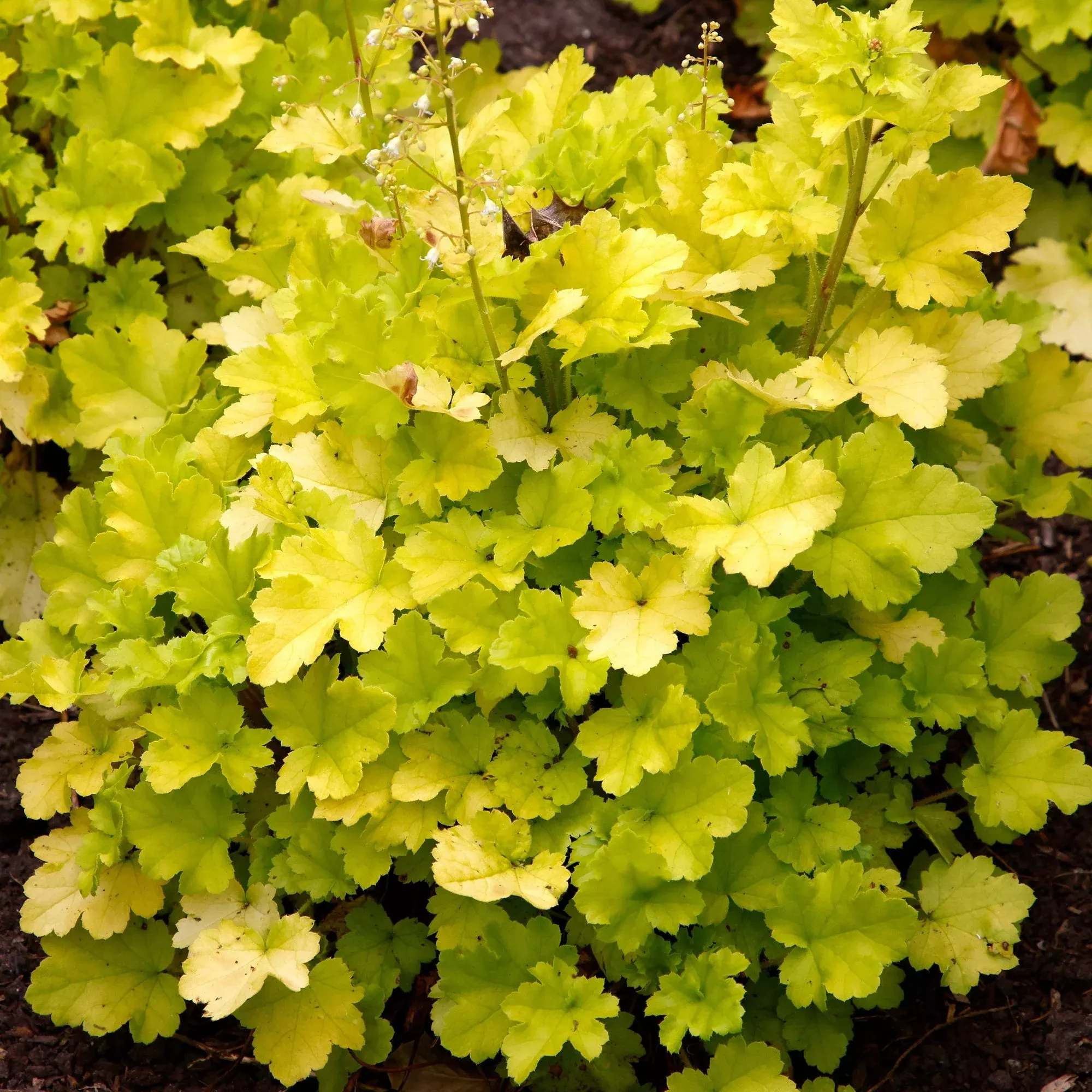 Heuchera - Lime Marmalade Potted Plant 2 Pack