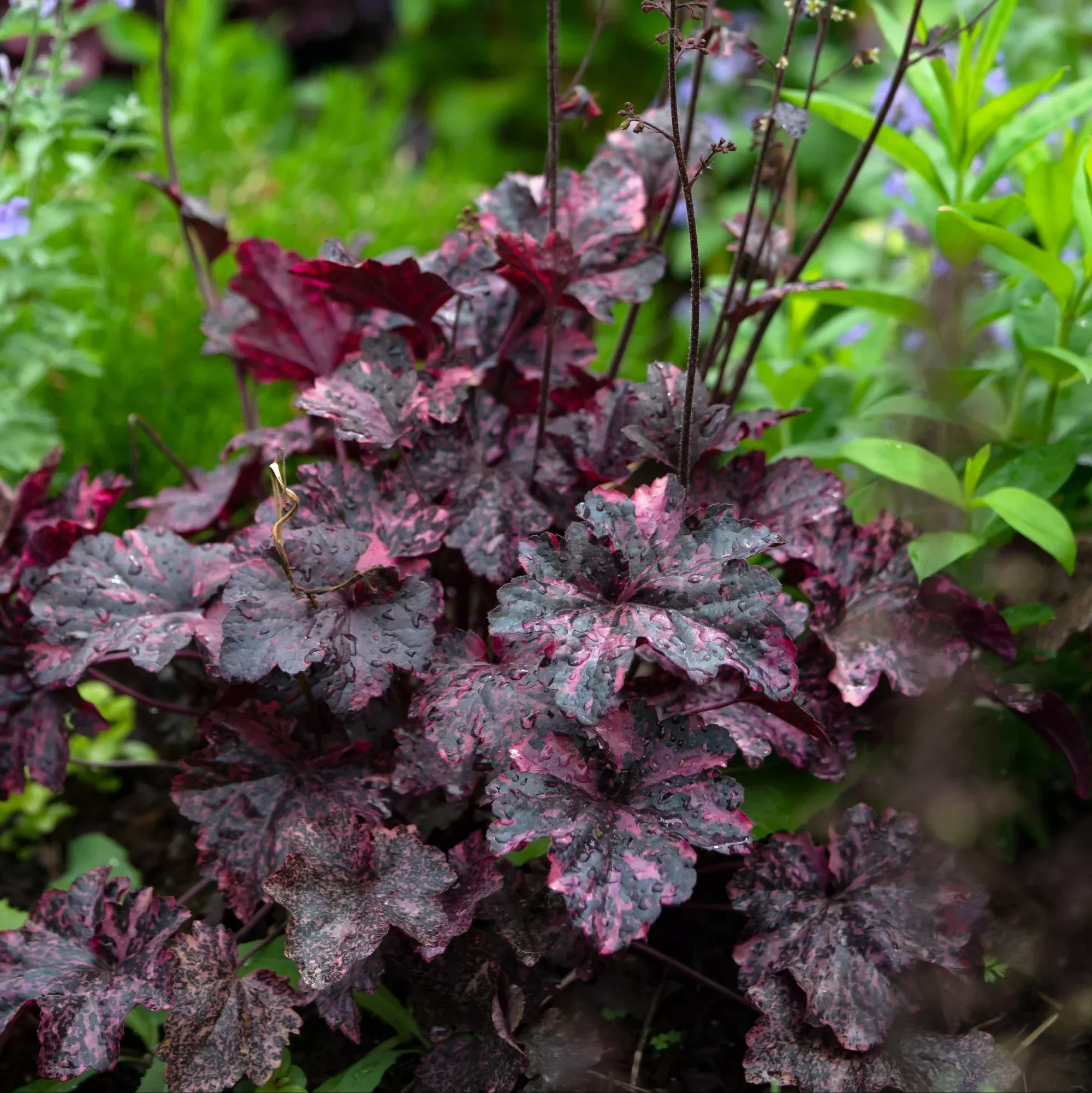 Heuchera - Midnight Rose Potted Plant 2 Pack