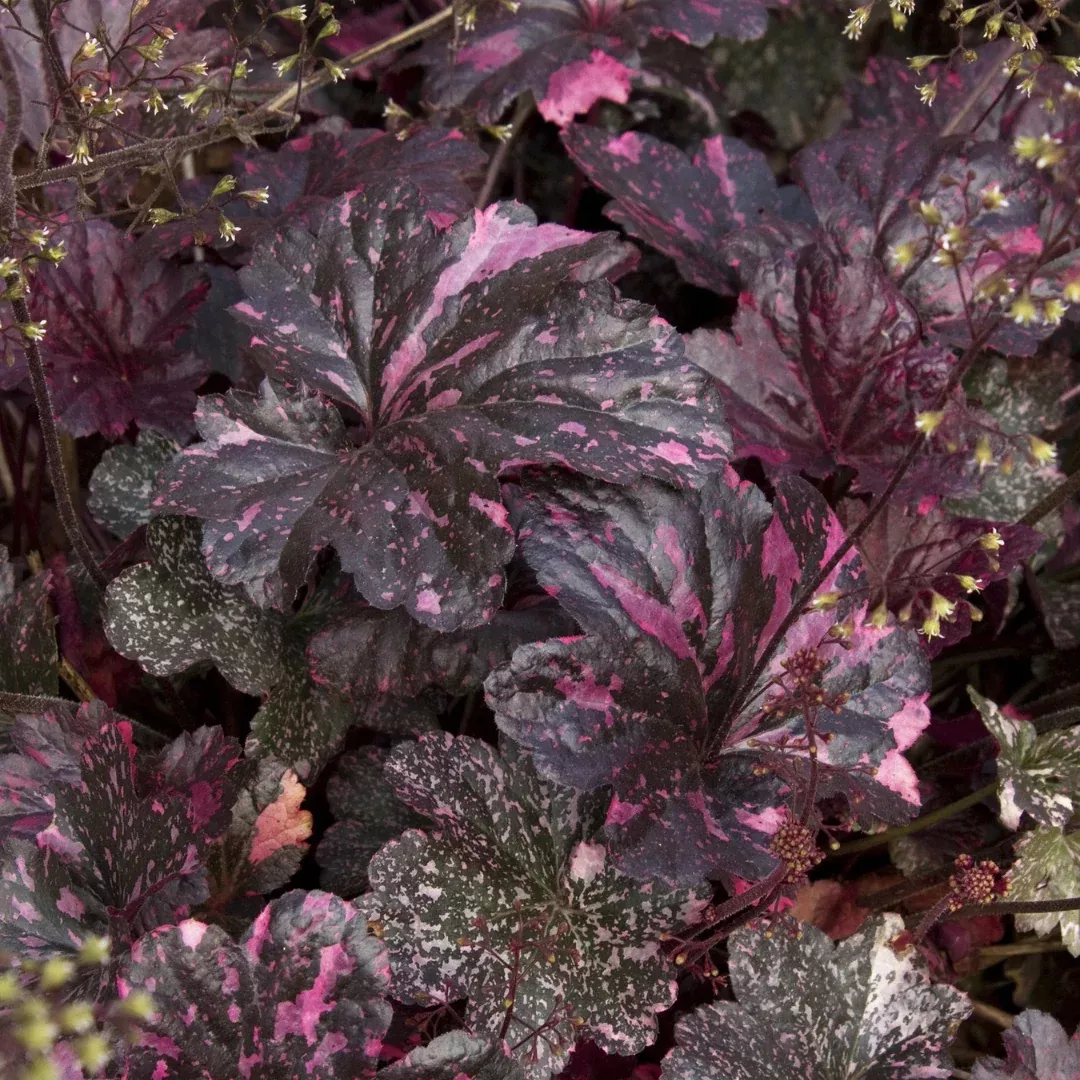 Heuchera 'Midnight Rose'
