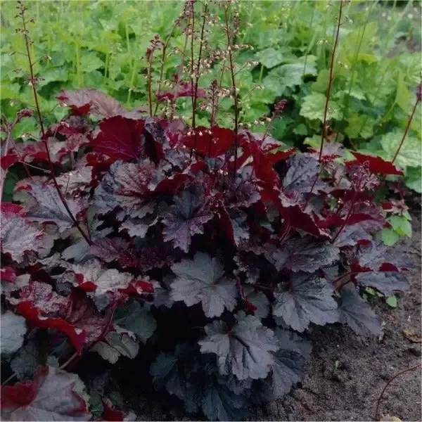 Heuchera 'Palace Purple'