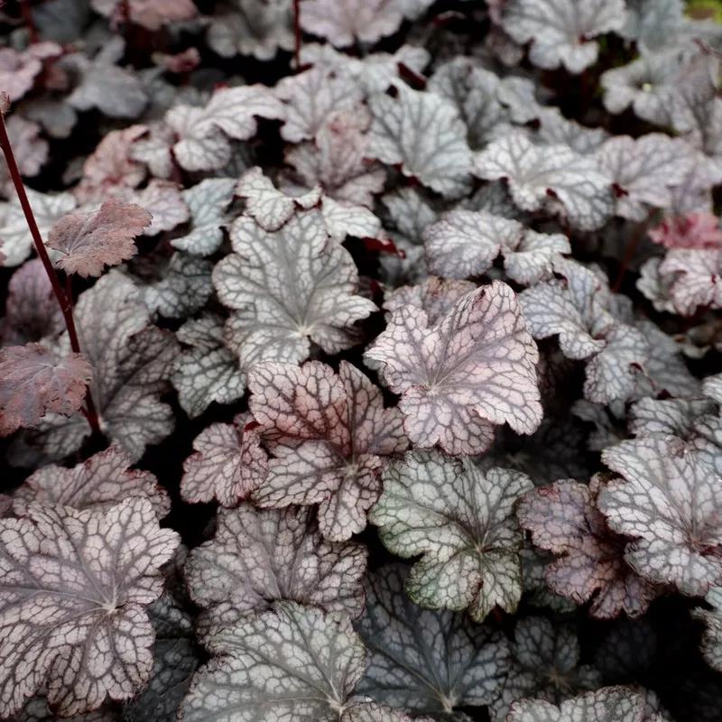 Heuchera 'Plum Pudding'