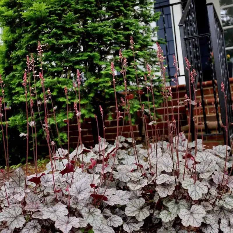Heuchera 'Silver Scrolls'