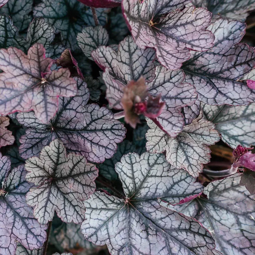 Heuchera 'Timeless Treasure'