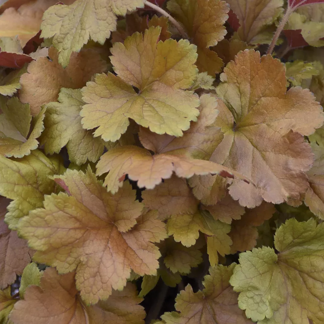 Heuchera 'Toffee Tart'