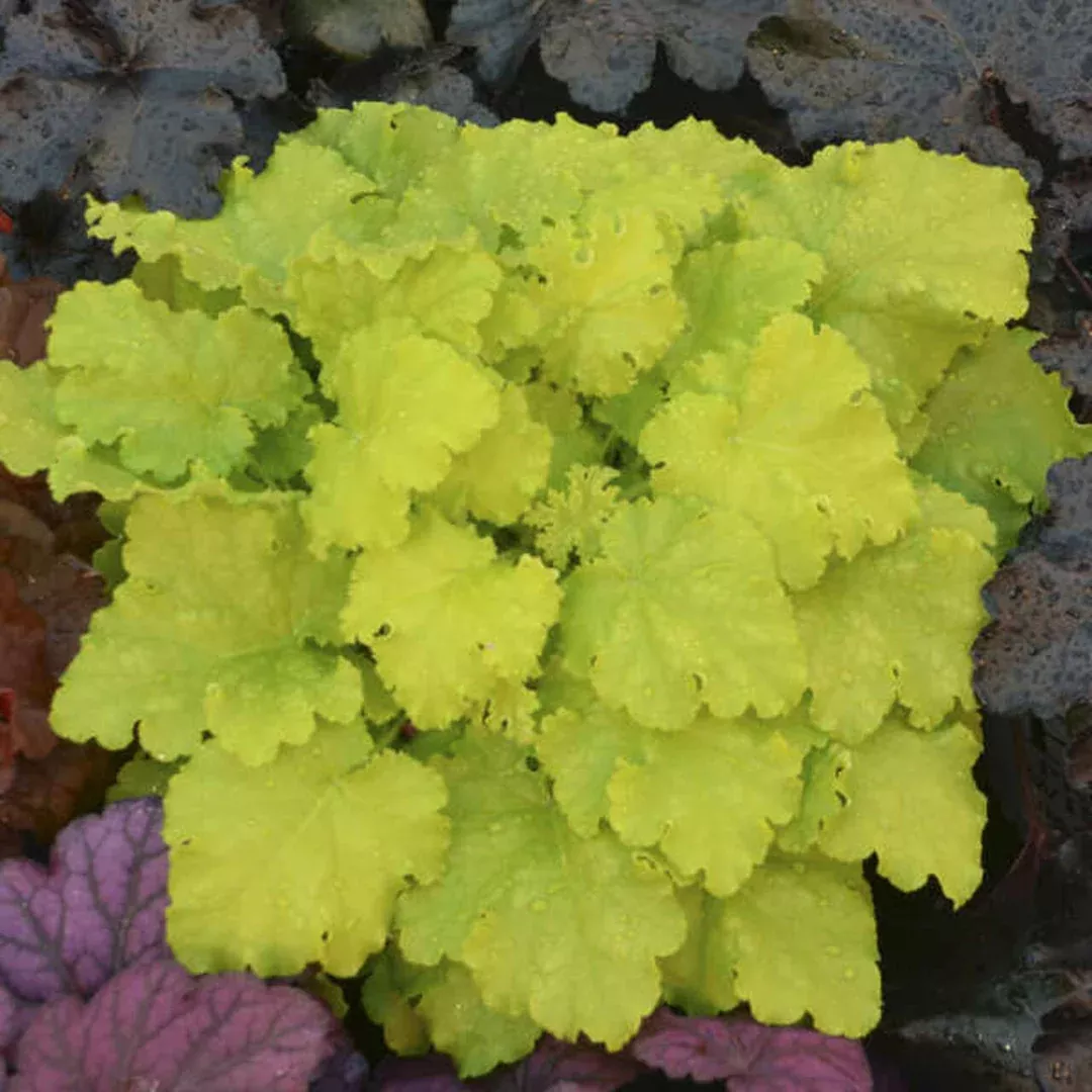 Heuchera 'Twist of Lime'