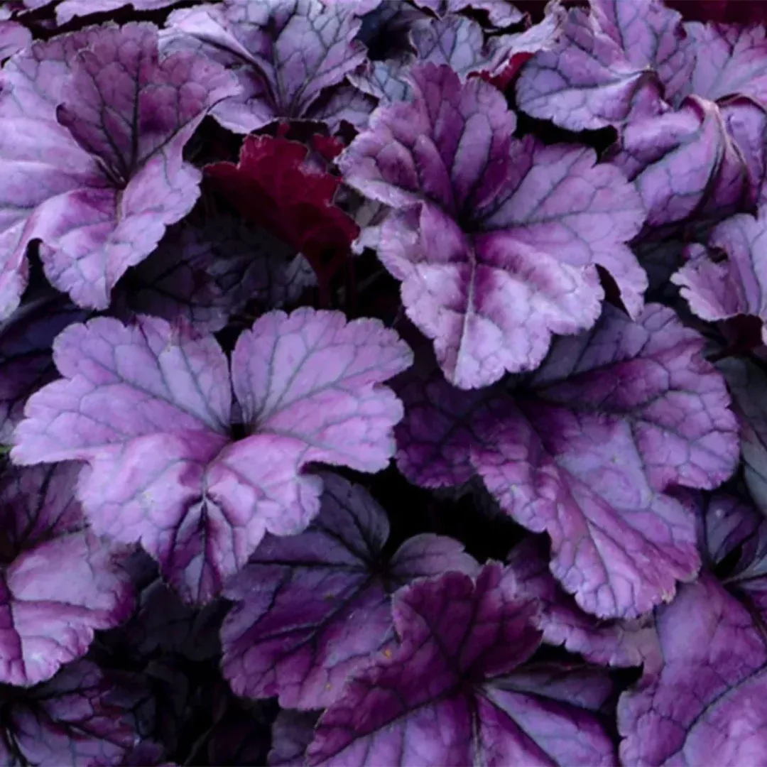 Heuchera 'Wildberry'