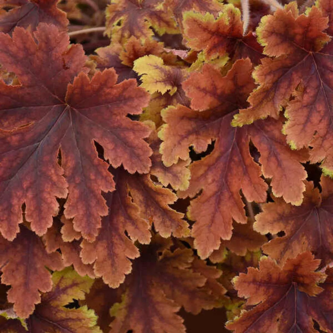 Heucherella 'Copper King'