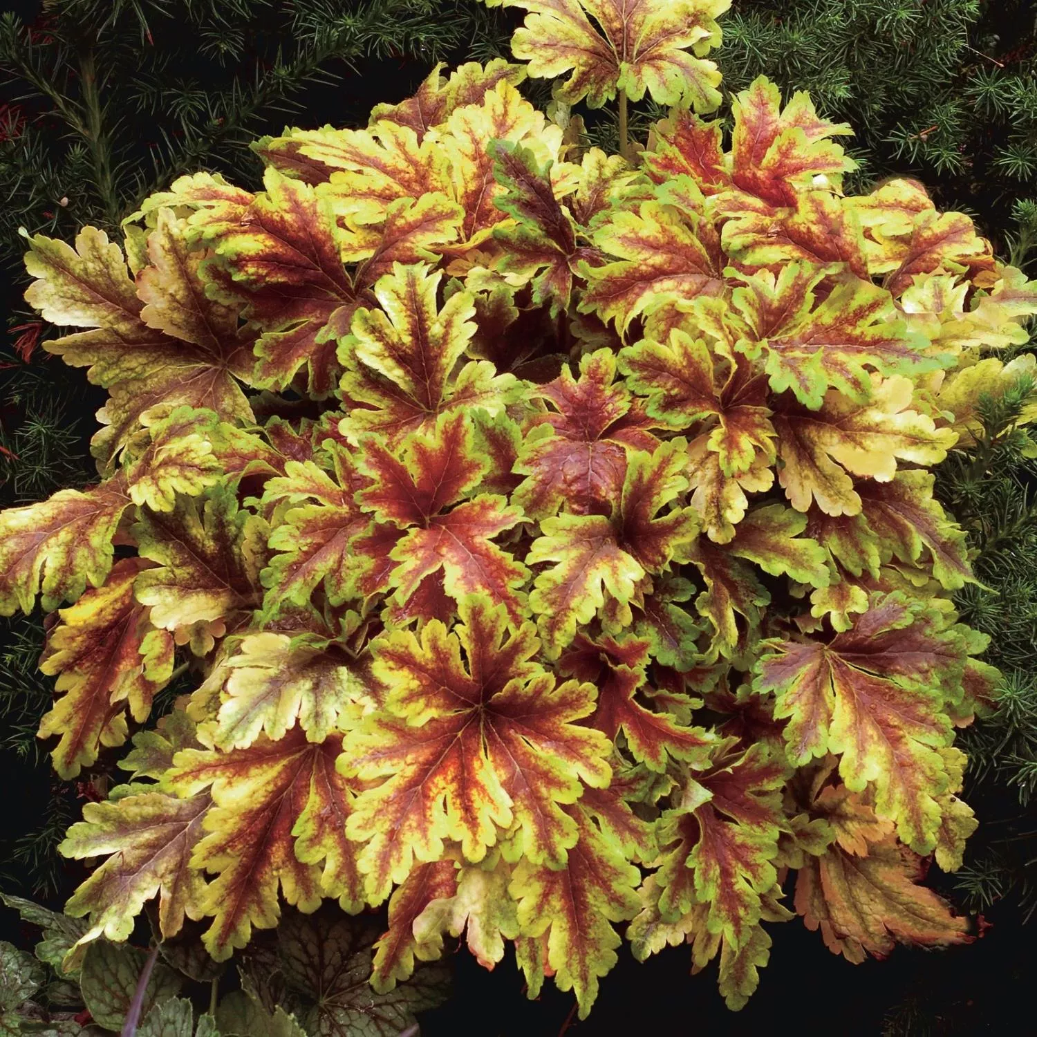 Heucherella - Gold Zebra 2 Pack