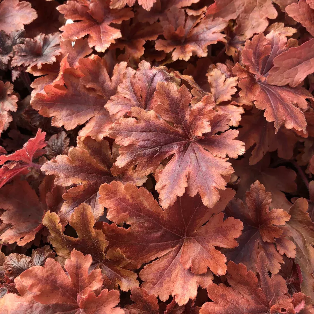 Heucherella 'Hopscotch'