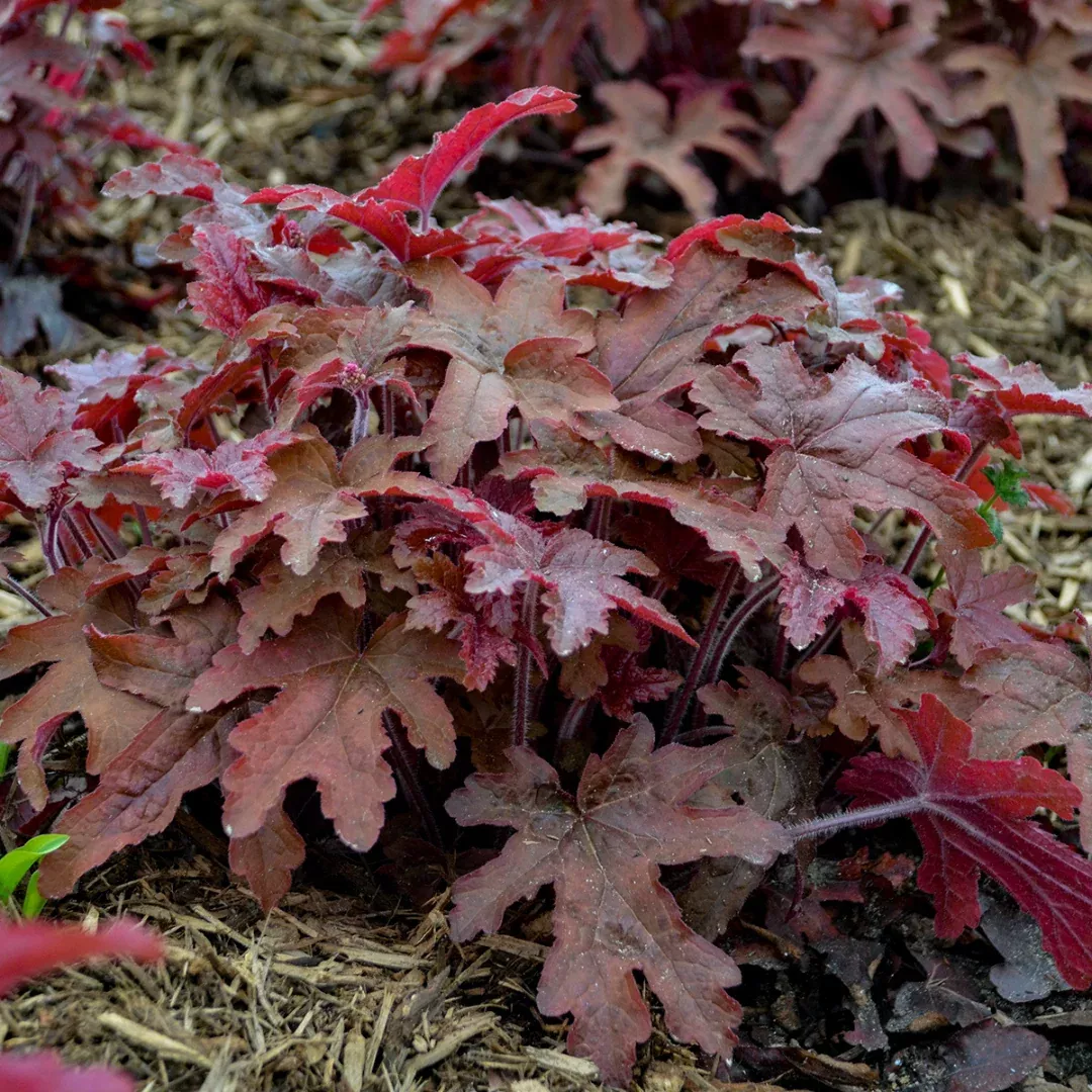 Heucherella 'Red Rover'