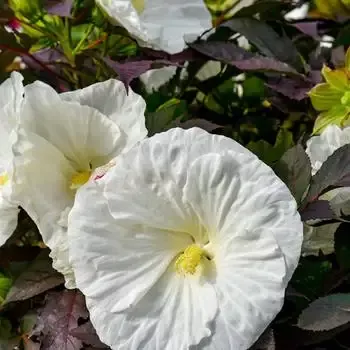 Hibiscus 'Cookies and Cream'