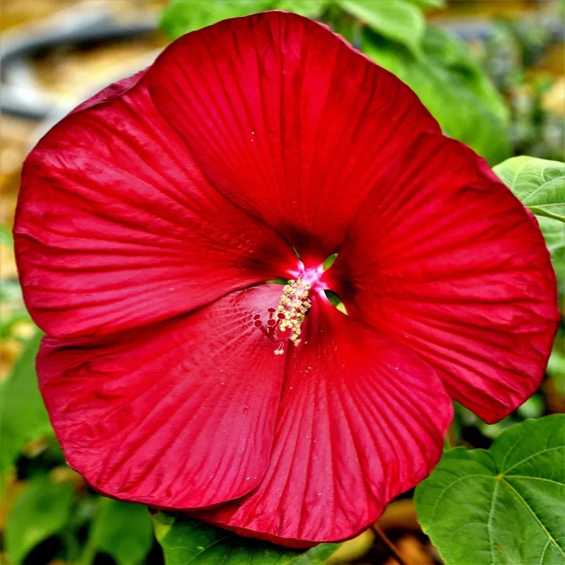 Hibiscus – Hardy Fleming’s Fireball 2 Pack