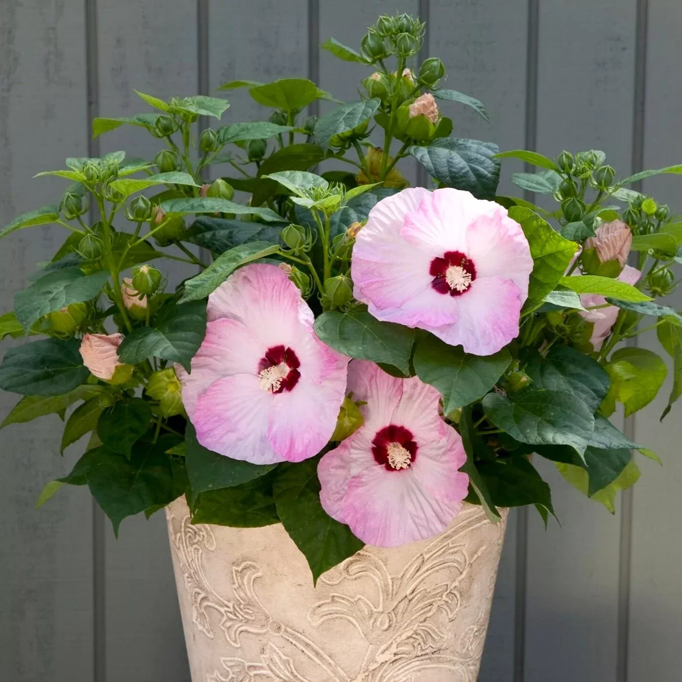 Hibiscus Honeymoon Light Rose Potted Plant