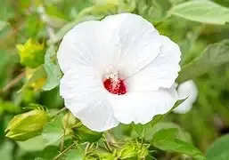 Hibiscus 'Perfect Storm'