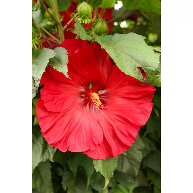 Hibiscus 'Valentine's Crush'