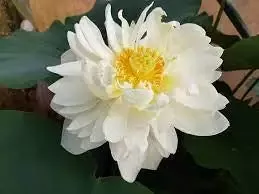 High Cotton - Lotus