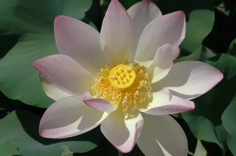 Hindu - Lotus