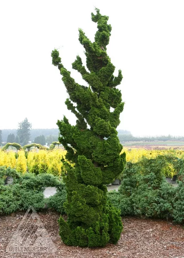 Hinoki Falsecypress