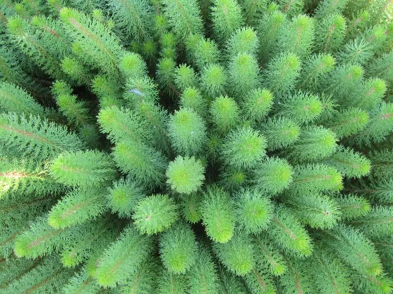 Hippuris ssp. "Feathery Mares Tail"