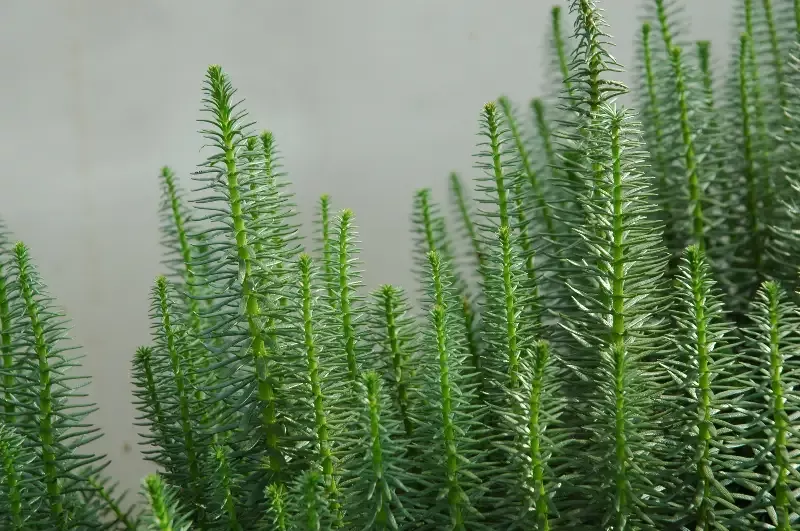 Hippuris vulgaris "Mares Tail"