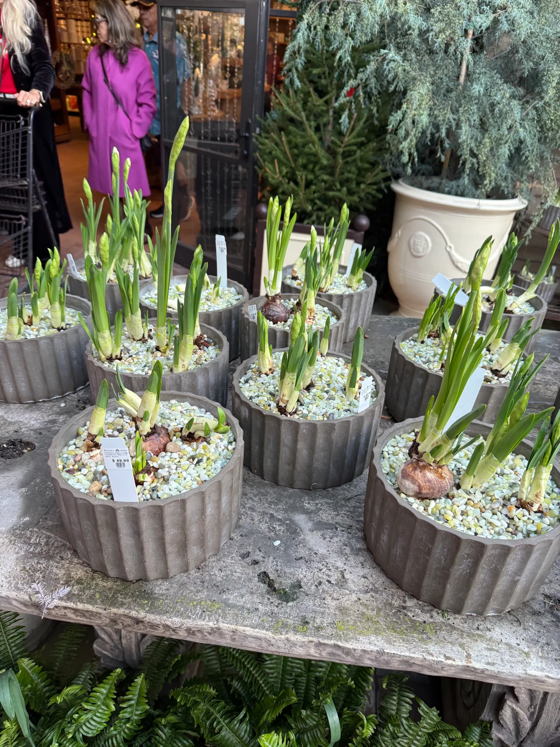 Holiday Bulb Forcing Project
