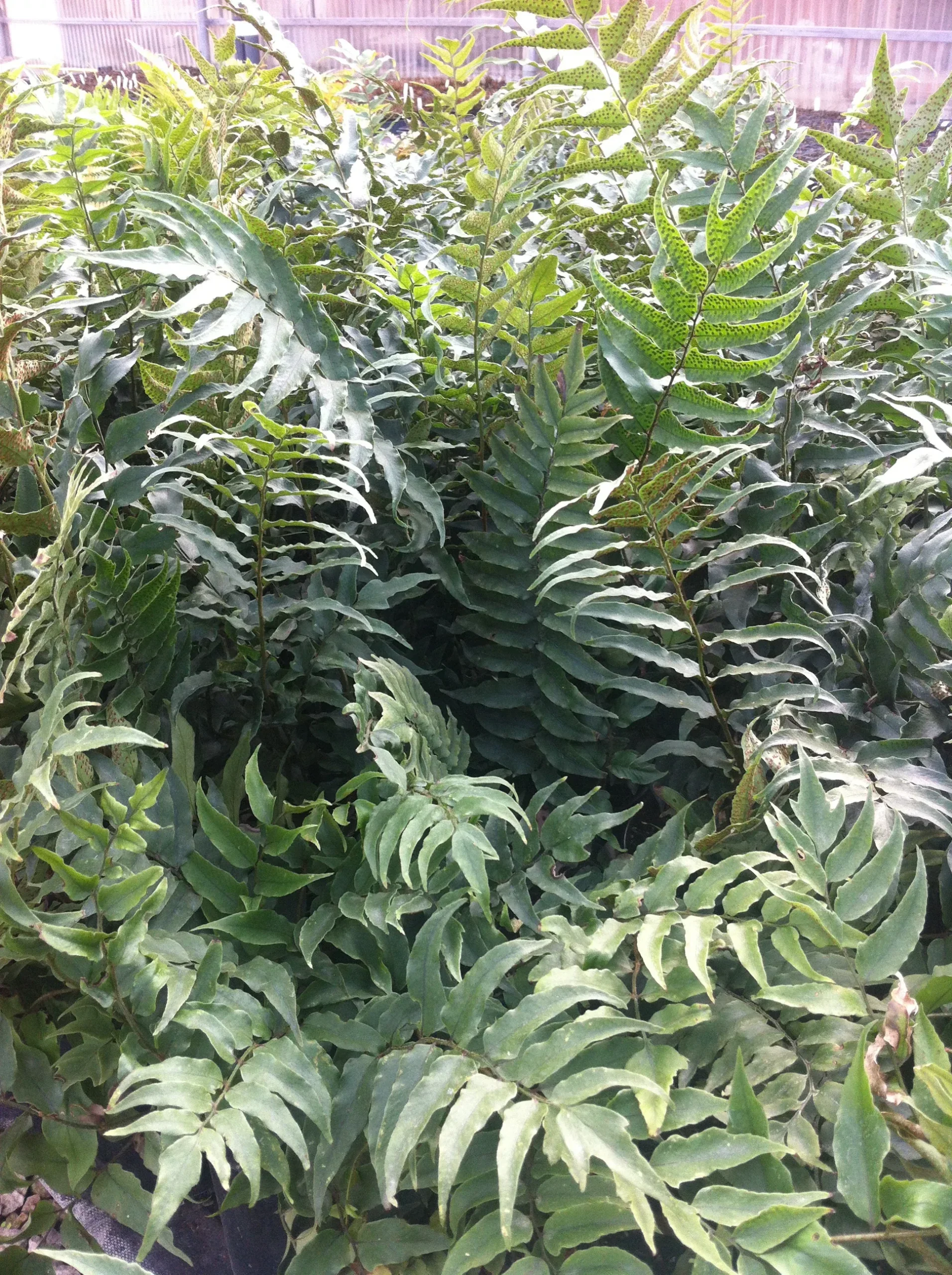 Holly Fern