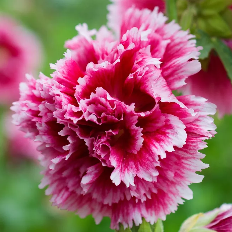 Hollyhock - Fiesta Time 2 Pack