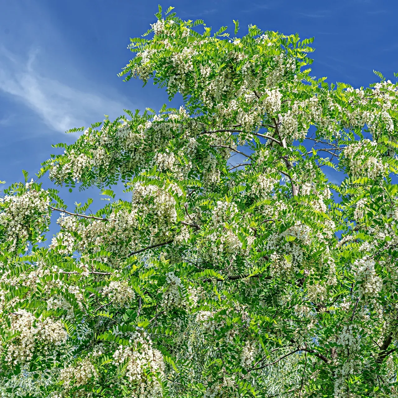 Honey Locust Tree