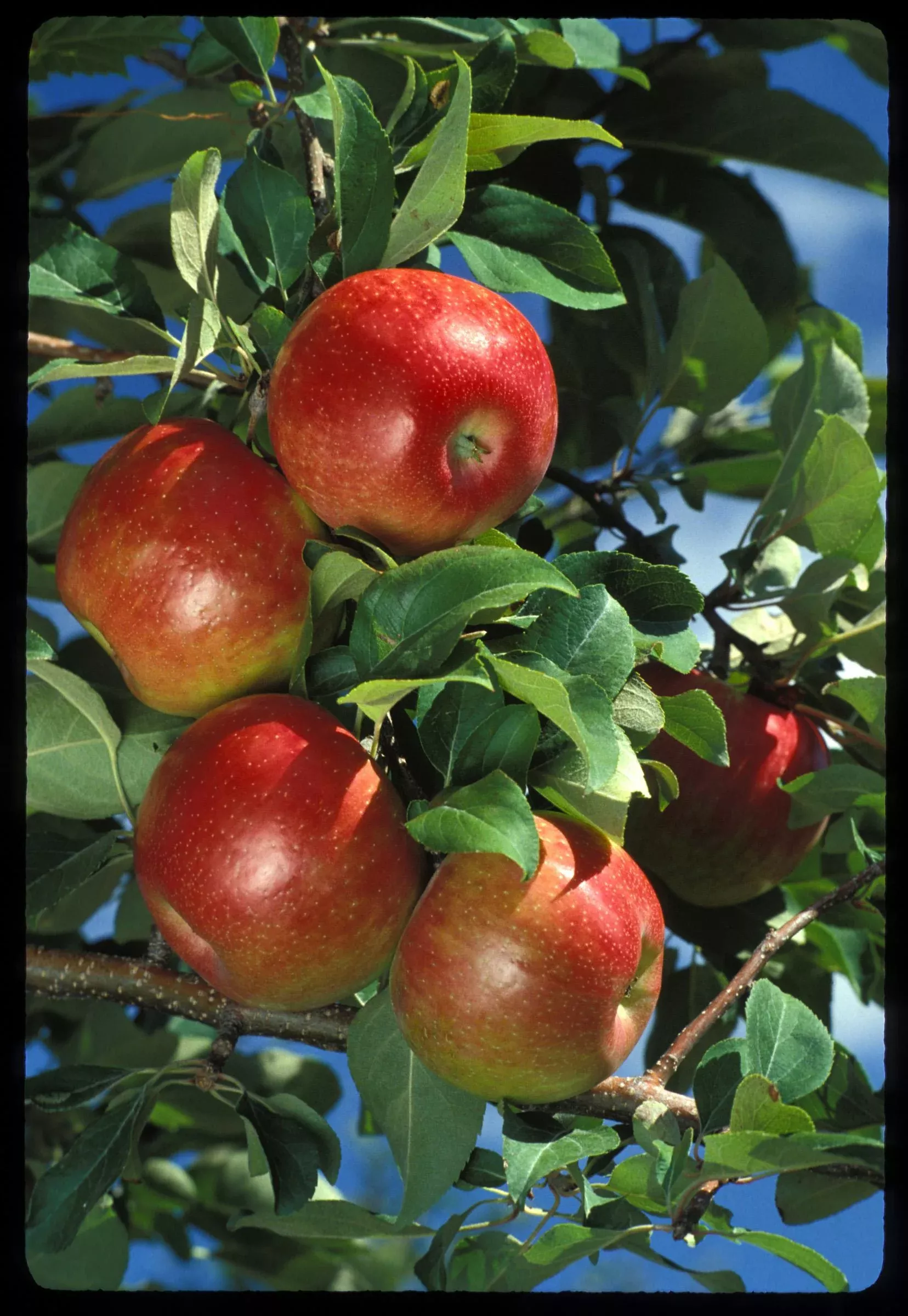 Honeycrisp™Apple