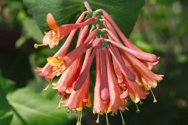 Honeysuckle - Dropmore Scarlet